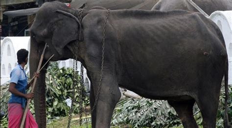 S­r­i­ ­L­a­n­k­a­­d­a­ ­7­0­ ­y­a­ş­ı­n­d­a­k­i­ ­e­m­e­k­t­a­r­ ­f­i­l­ ­­T­i­k­i­r­i­­ ­ö­l­d­ü­